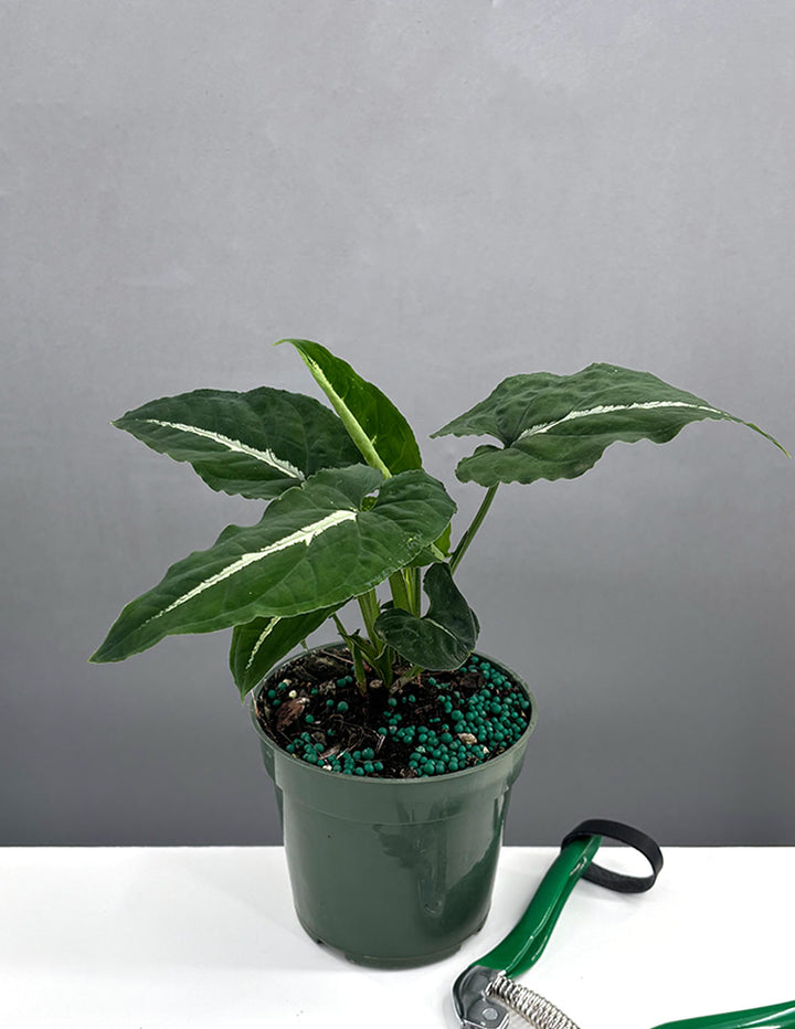 syngonium wendlandii variegata Syngonium Wendlandii | Arrowhead Plant