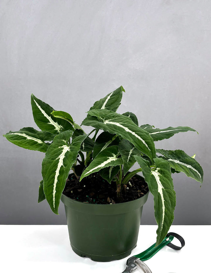 Syngonium Wendlandii | Arrowhead Plant