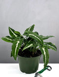 Syngonium Wendlandii - Plant Proper - 6" Pot