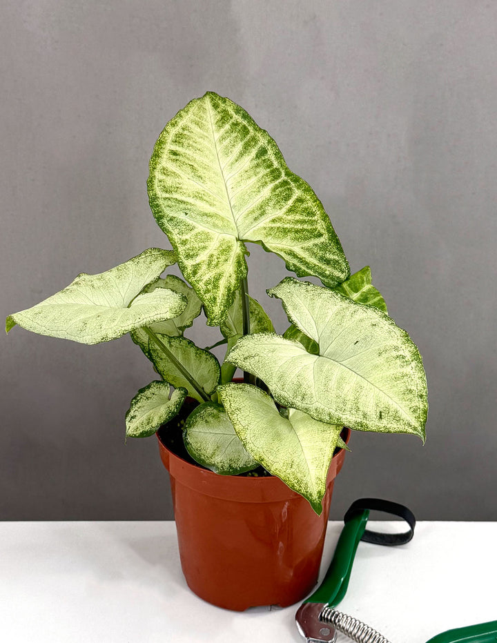 Syngonium, 4in, White Butterfly