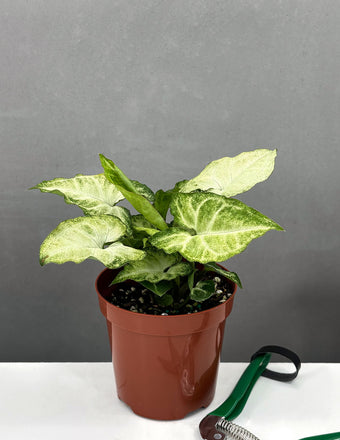 Syngonium White - Plant Proper - 4" Pot