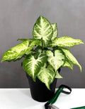 Syngonium White Butterfly - Plant Proper - 4" Pot