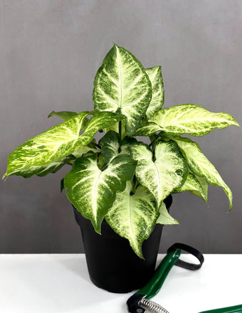 Syngonium White Butterfly - Plant Proper - 4" Pot