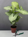 Syngonium White Butterfly - Plant Proper - 4" Pot