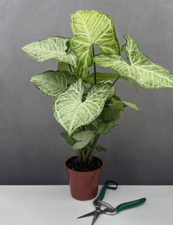 Syngonium White Butterfly - Plant Proper - 4" Pot