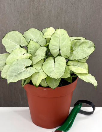 Syngonium White Butterfly - Plant Proper - 4" Pot