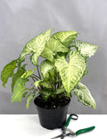 Syngonium White Butterfly - Plant Proper - 6" Pot