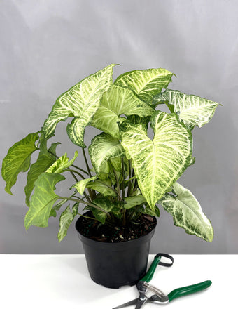 Syngonium White Butterfly - Plant Proper - 4" Pot