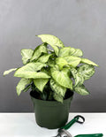 Syngonium White - Plant Proper - 6" Pot