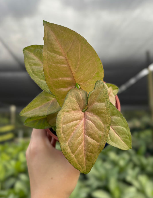 Syngonium Regina Red