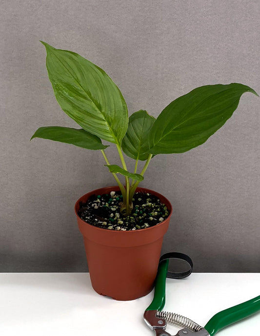 Tacca Chantieri Black - Plant Proper - 4" Pot 