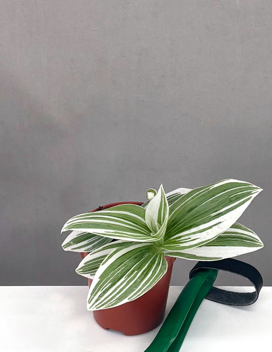 Tradescantia Pistachio White - Plant Proper - 2" Pot