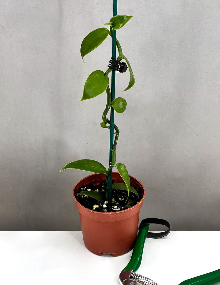 Vanilla Orchid