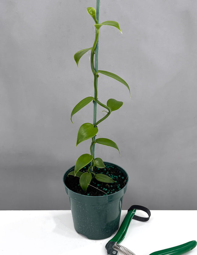 Vanilla Orchid - Plant Proper - 4" Pot