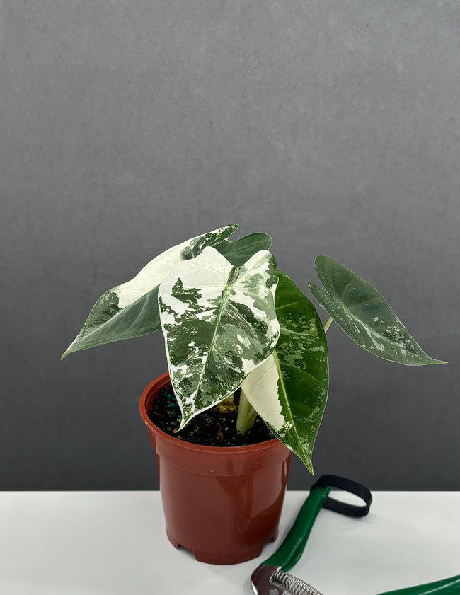 Variegated Alocasia Frydek - Plant Proper - 4" Pot