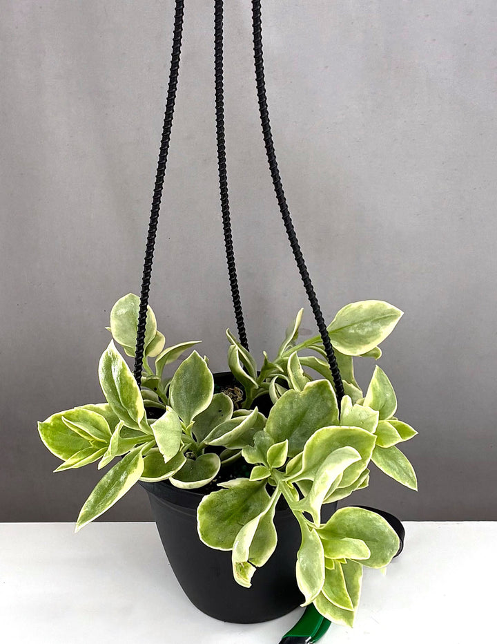 variegated hanging house plants Variegated Baby Sun Rose