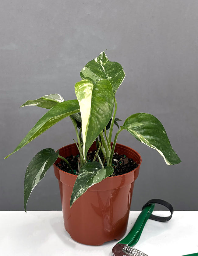 Variegated Epipremnum Pinnatum - Plant Proper - 4" Pot