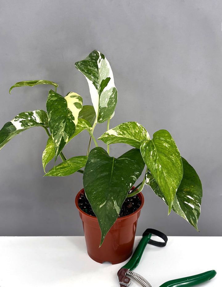 albo pothos plant Epipremnum Pinnatum Albo