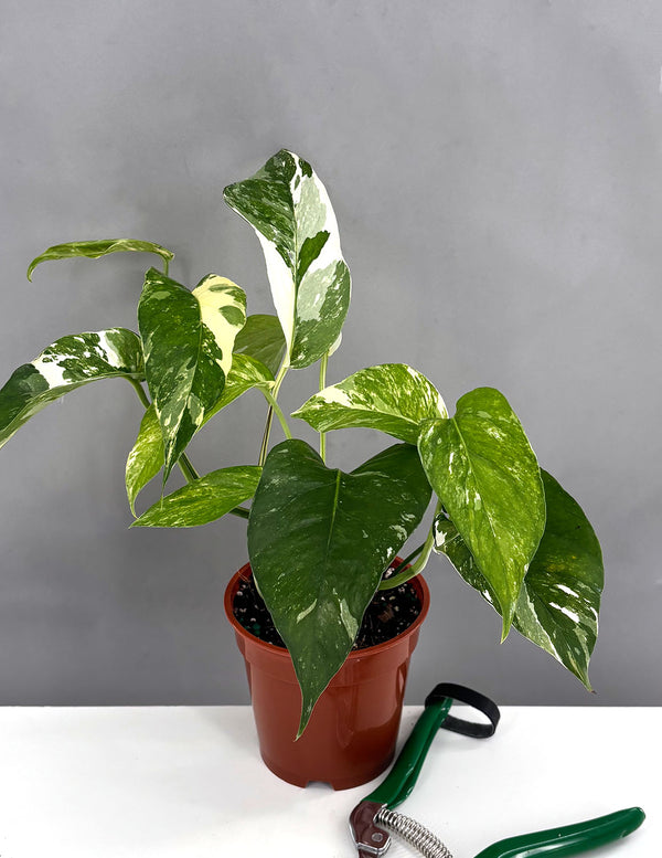 Epipremnum Pinnatum Variegated - Plant Proper - 4" Pot