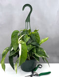 Variegated Epipremnum Pinnatum - Plant Proper - 6" Hanging Pot