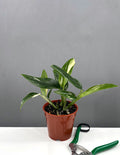 Monstera Standleyana Variegated - Plant Proper - 4" Pot
