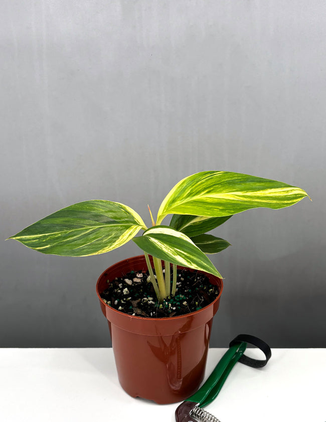 Variegated Shell Ginger