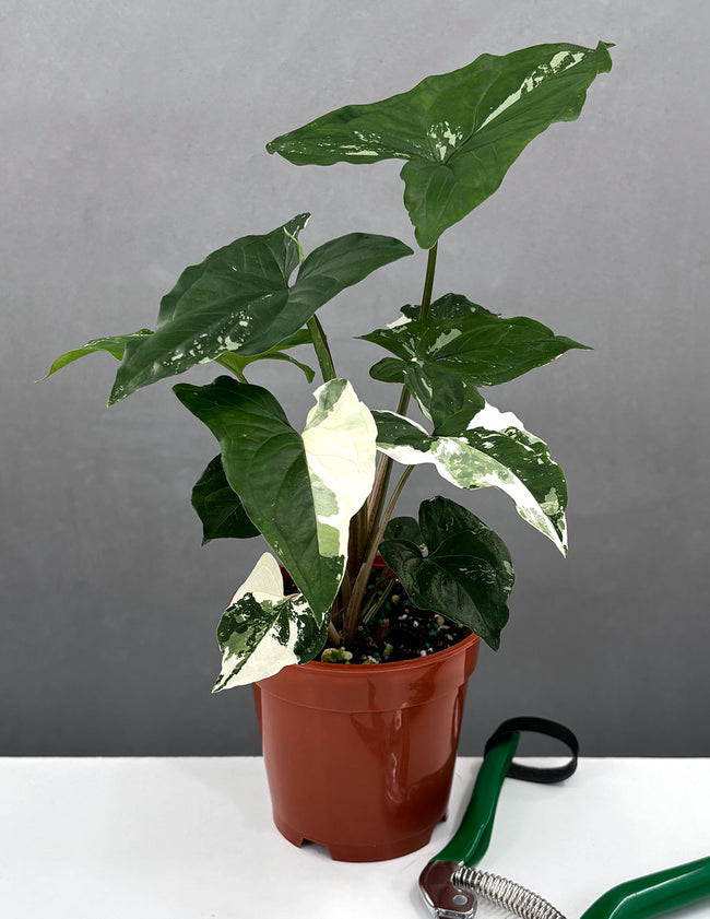 Variegated Syngonium - Houseplants - Plant Proper - 4" Pot