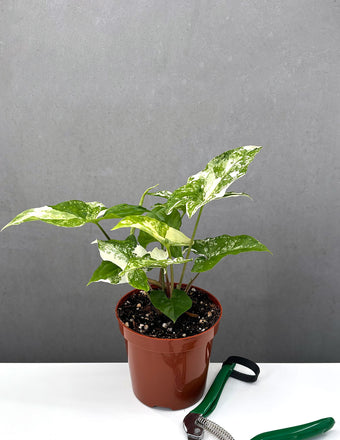 Variegated Syngonium - Plant Proper -4" Pot