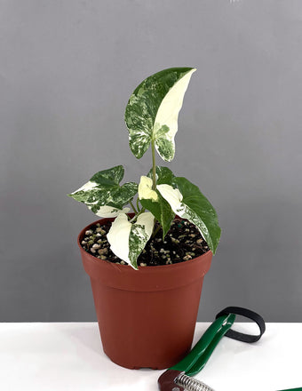 Variegated Syngonium - Plant Proper -4" Pot