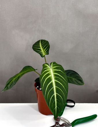 Xanthosoma Lindenii - Plant Proper - 4" Pot