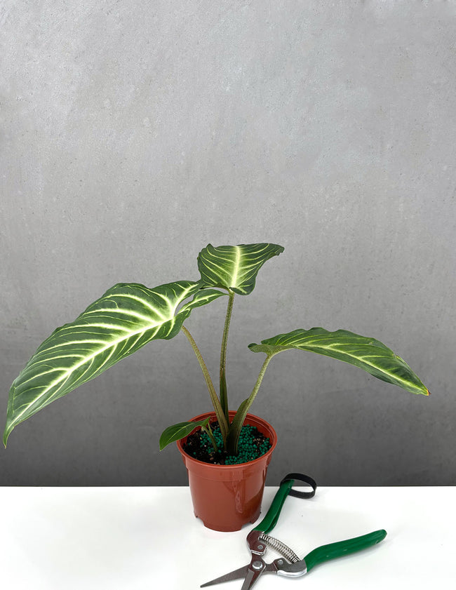 Xanthosoma Lindenii - Plant Proper - 4" Pot