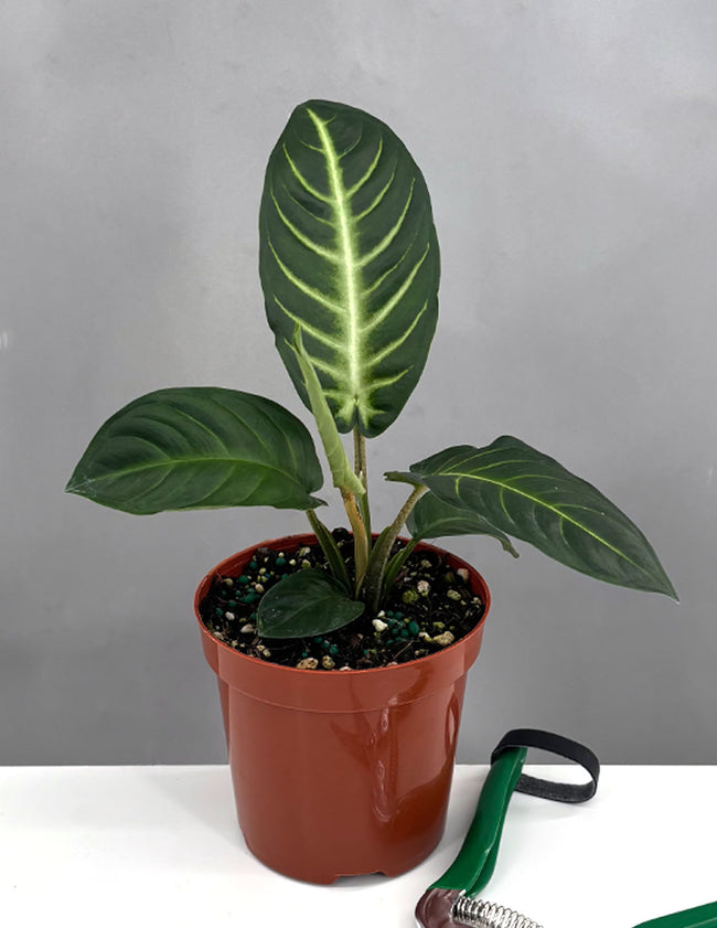 Xanthosoma Lindenii - Plant Proper - 4" Pot