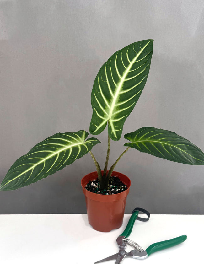 Xanthosoma Lindenii - Plant Proper - 4" Pot