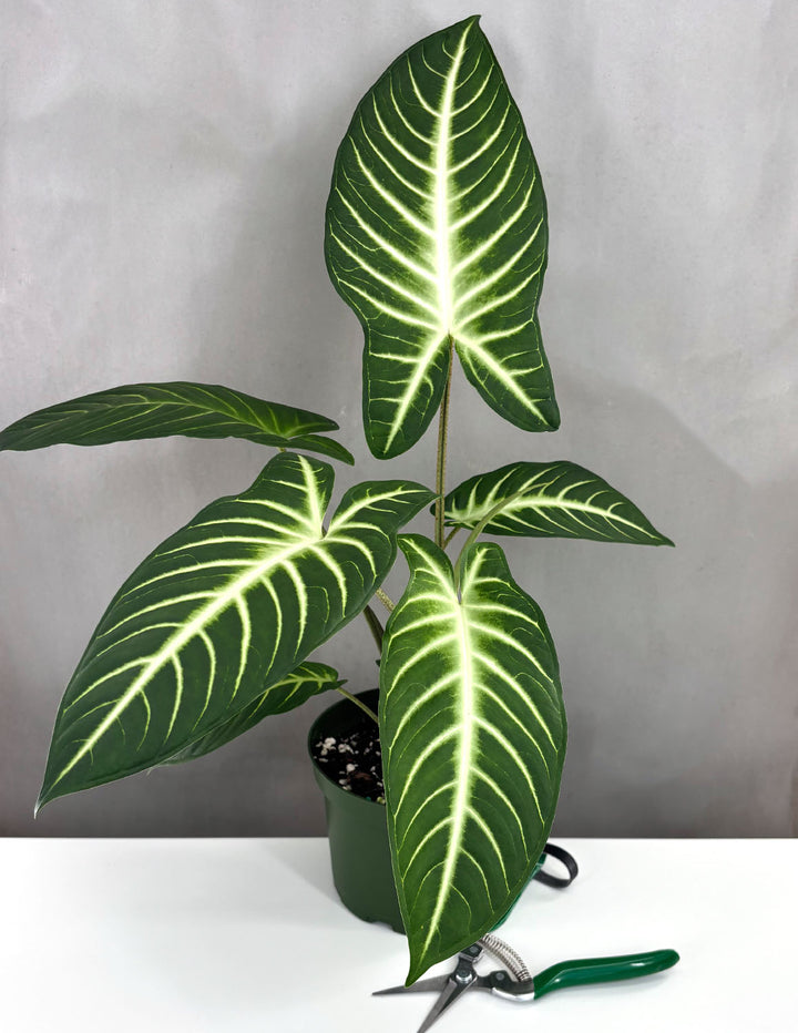 Xanthosoma Lindenii | Houseplant