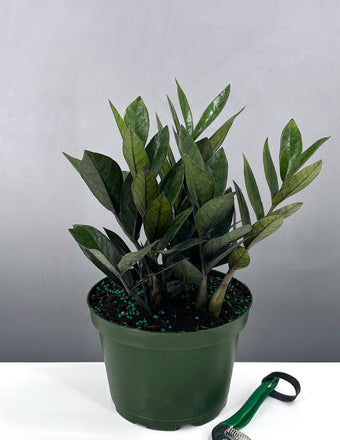 ZZ Nova Star - Plant Proper - 6" Pot