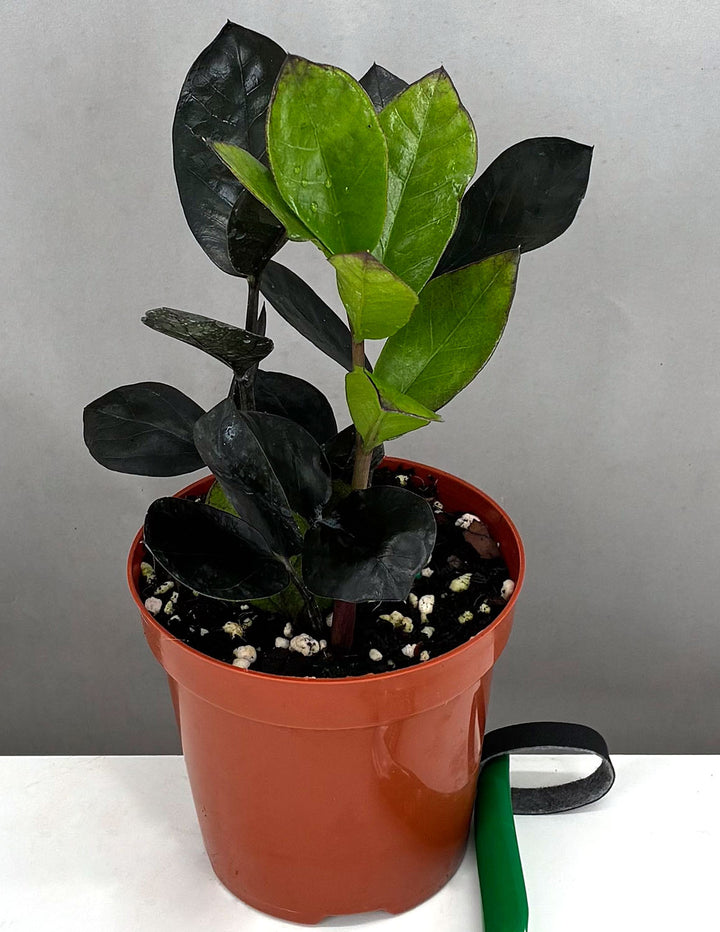 red zz plant ZZ Plant Oscura