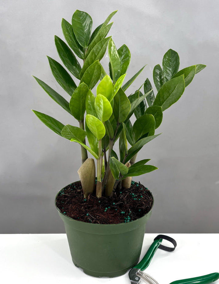 how to tell a male zz plant ZZ Plant