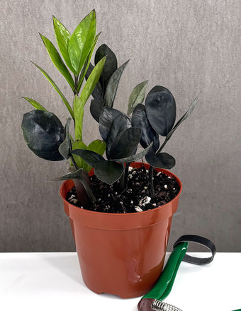 ZZ Plant Obscura - Plant Proper - 4" Pot