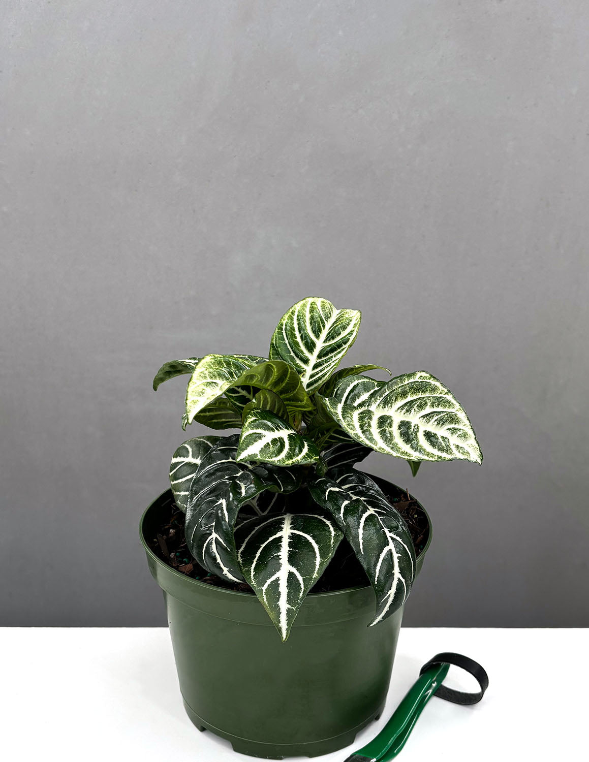 Zebra Plant | Houseplant | Always Affordable at Plant Proper