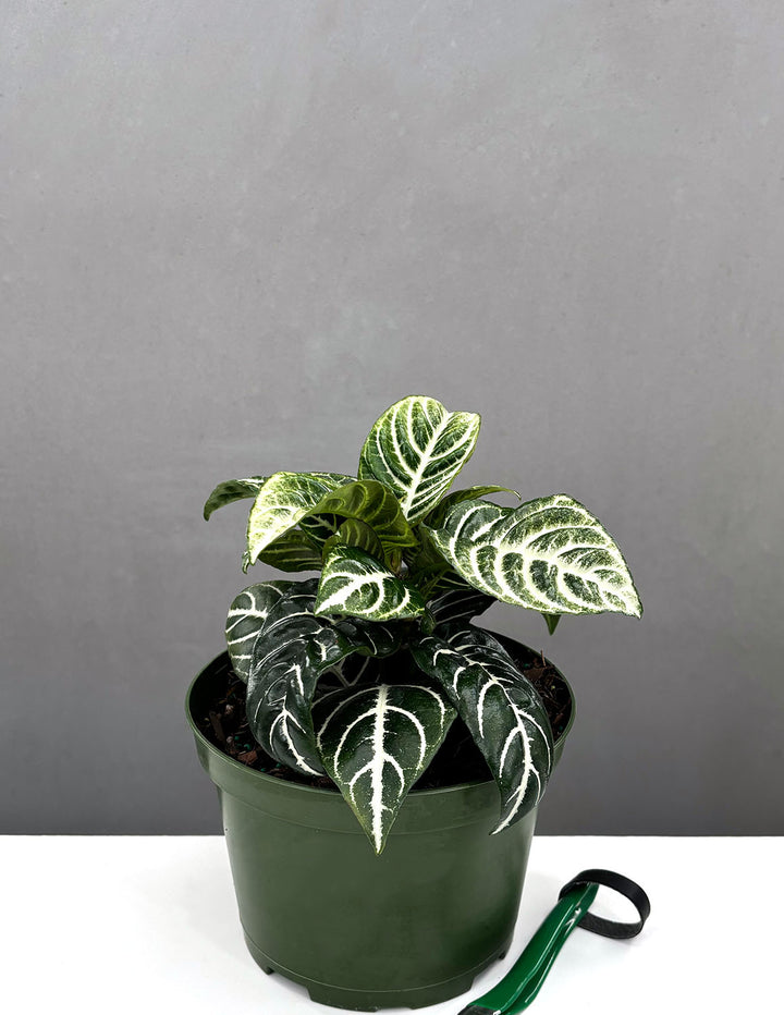 zebra leaf indoor plant Zebra Plant | Houseplant