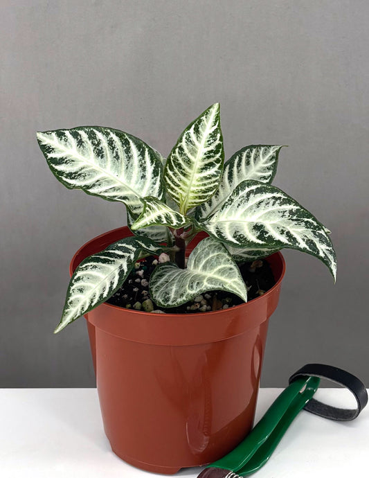 Zebra Plant Snow White - Plant Proper - 4" Pot