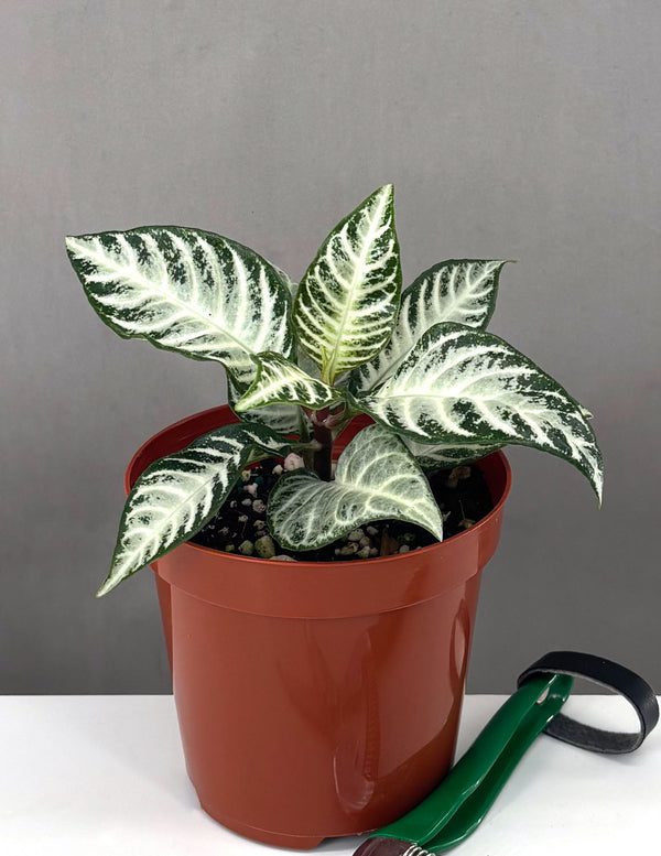 Zebra Plant Snow White - Plant Proper - 4" Pot