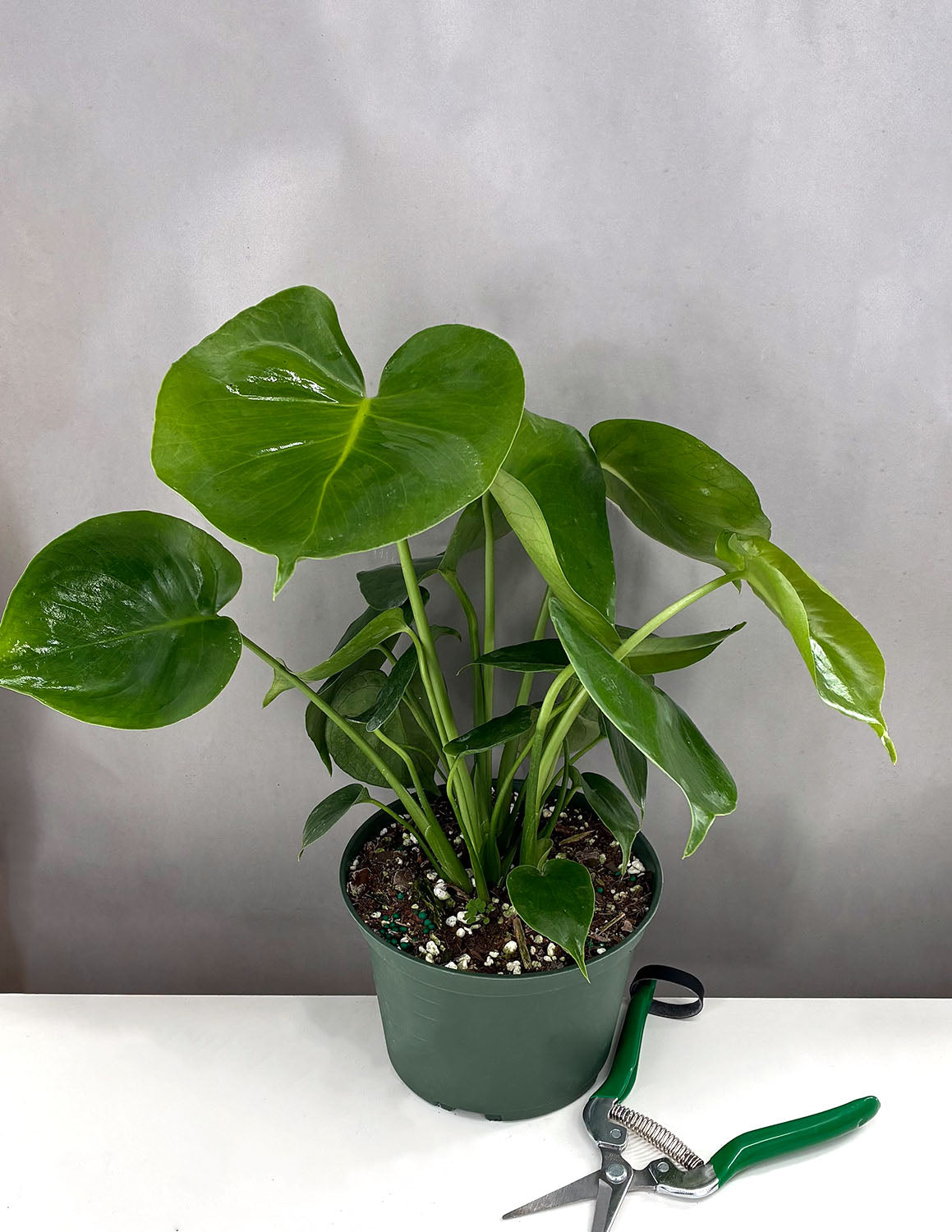Monstera Deliciosa | Swiss Cheese Plant | Always Affordable at