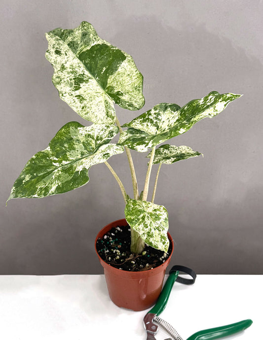 Alocasia Odora Batik - Plant Proper - 4" Pot