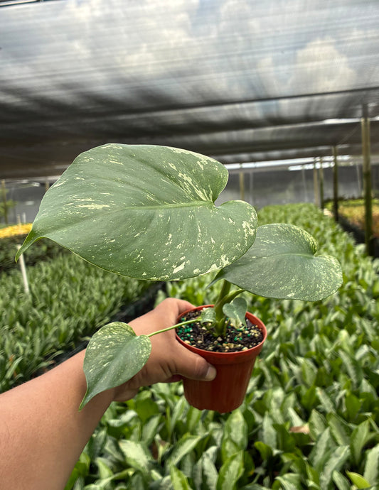 Monstera Mint