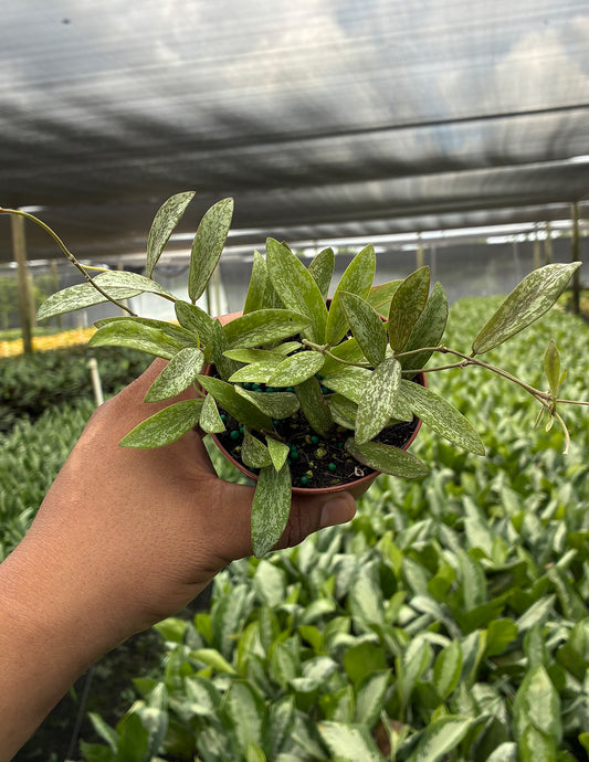 Hoya Sigillatis