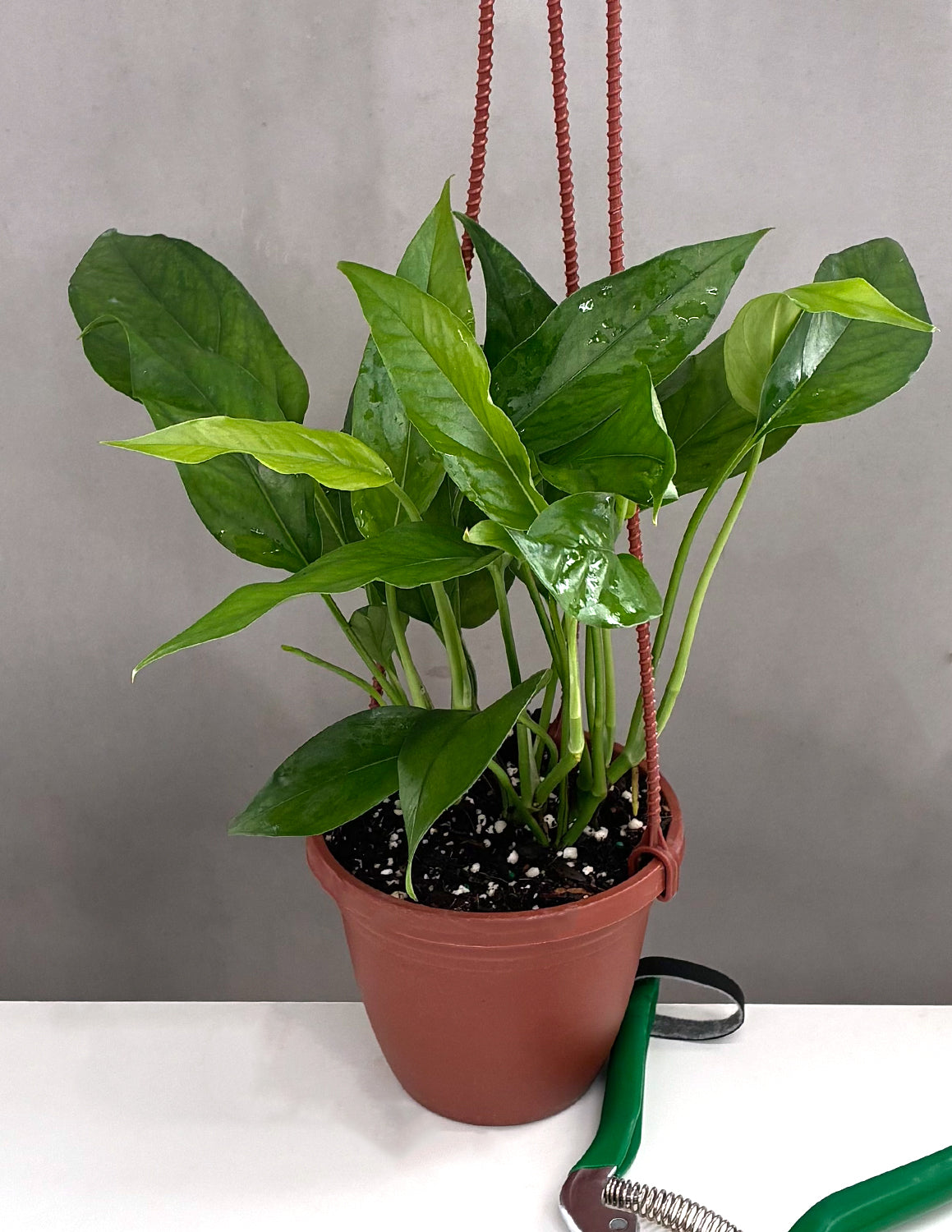 Epipremnum | Houseplants | Always Affordable at Plant Proper