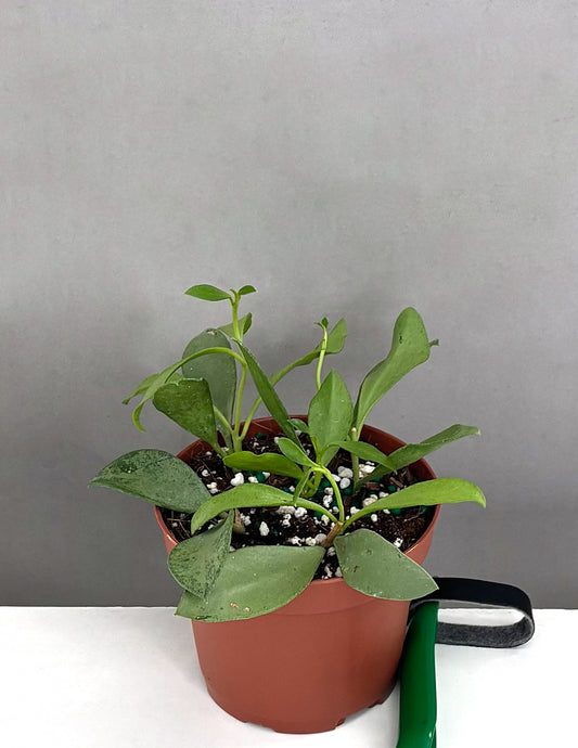 Hoya Nummularioides Silver  - Plant Proper - 3.5" Pot