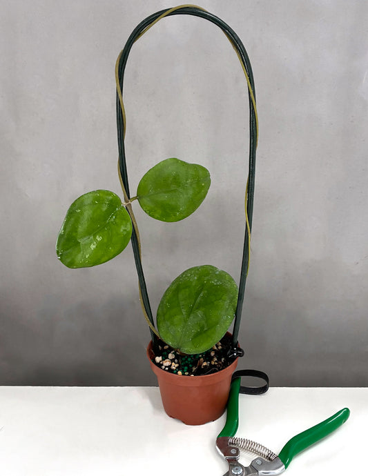 Hoya Ricardo- Plant Proper - 3" Hoop