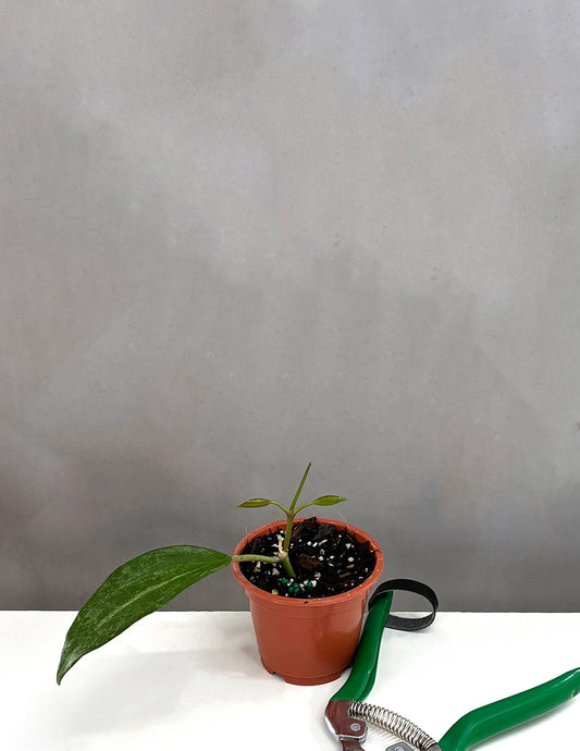 Hoya Rimba Perak - Plant Proper - 3" Pot